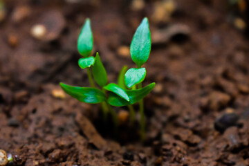 Young plant of chilli in a soil humus with green leaves