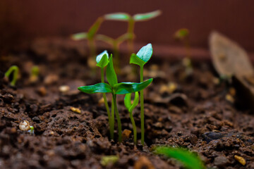 Young plant of chilli in a soil humus with green leaves