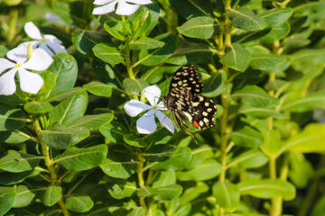 A black butterfly with white spots stinking on a white flower