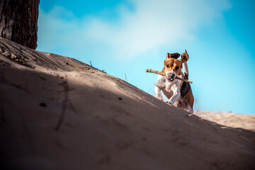 Beagle disfrutando en la duna - obrazy, fototapety, plakaty