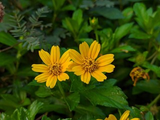 Wedelia flower (Sphagneticola trilobata) Grows wild and fertile in the tropical climate of Borneo