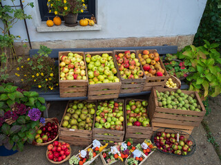 Übersicht Apfelsorten