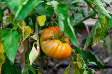 Closeup of fresh  green tomatoes, growing agriculture concept. Vegetarian food, vitamin. Healthy food background. Summer green garden. Natural background. Organic fruit.