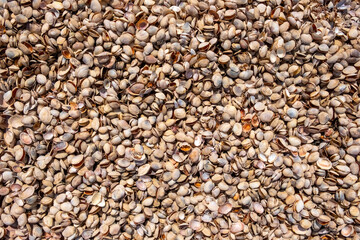 Natural seashells background. Summer beach background. Natural background. Seashells washed up after storm.