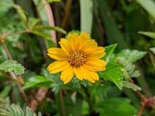 Wedelia flower (Sphagneticola trilobata) Grows wild and fertile in the tropical climate of Borneo