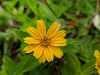 Wedelia flower (Sphagneticola trilobata) Grows wild and fertile in the tropical climate of Borneo