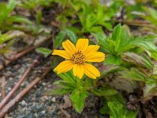 Wedelia flower (Sphagneticola trilobata) Grows wild and fertile in the tropical climate of Borneo