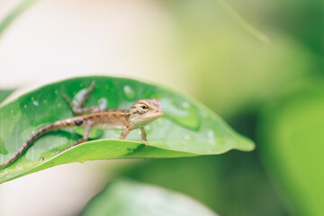 Baby Oriental Garden Lizard (Calotes versicolor) on the leaves. Found widely in Asian countries. camouflage garden lizards. Close up chameleon details.