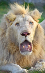 Portrait of beautiful white lion face close up