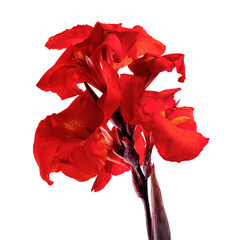 Canna flower, Red canna lily with leaf, Tropical flowers isolated on white background, with clipping path 