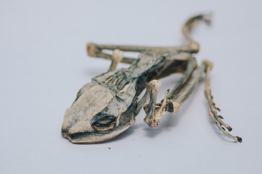 Dried dead frog showing its body skeleton on hand isolated on white.
