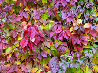 Colorful autumn background. with leaves of maiden grapes. Red, green and yellow leaves of different sizes create a beautiful pattern and fill the entire background.