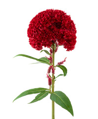 Celosia cristata flower, Red cockscomb flower with leaves isolated on white background, with...