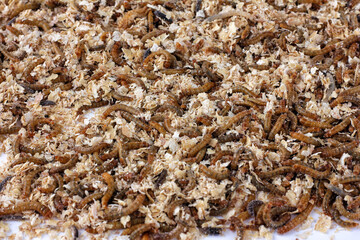 pile of worms in wheat bran.