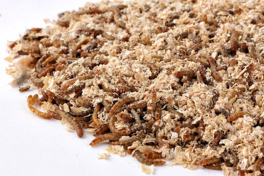 pile of worms in wheat bran.