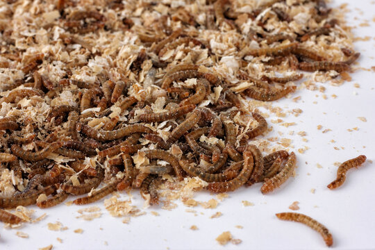 80 MEILLEURES Lumbricina IMAGES, PHOTOS ET ILLUSTRATIONS VECTORIELLES