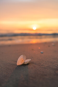 Sea shell at a beach at a beautiful sunrise