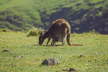 Fototapeta na wymiar kangaroo and joey in paddock