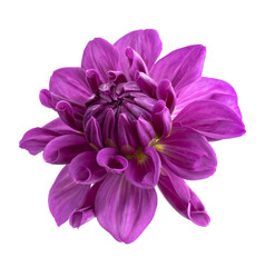 Naklejka na ściany i meble Dahlia flower, Purple dahlia flower isolated on white background, with clipping path