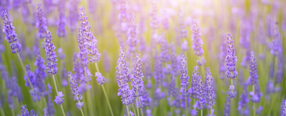 Blooming violet lavender field on sunset sky.