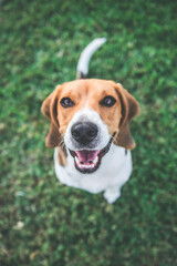 Perro beagle sentado mirando a la cámara