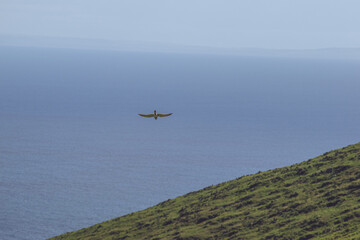 Fototapeta na wymiar hawk diving for prey with hill in foreground 