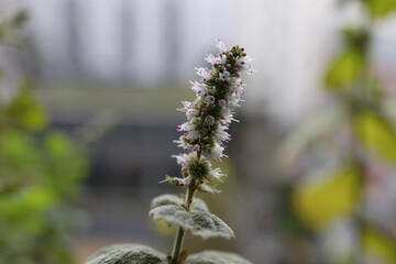 Apfel Minzen Blume in der Sonne.