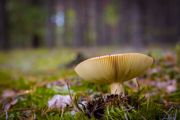 big lamellar mushroom grows in moss forest