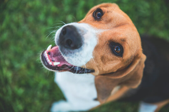 Beagle feliz