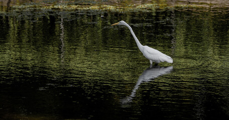 水辺に佇む白い鳥