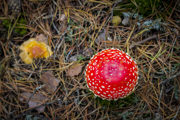 red fly agaric hat grows in forest