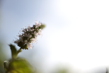 Apfel Minzen Blume in der Sonne.