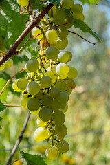 Green Grapes for the wine at vineyard. Bunch of green grapes growing