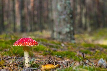 red fly agaric mushroom grows