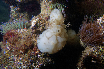 White sea-squirt (Phallusia mammillata) in Etang de Thau (France)