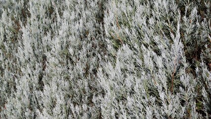 木　素材　バックグラウンド