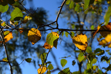 Birkenblätter im Herbst