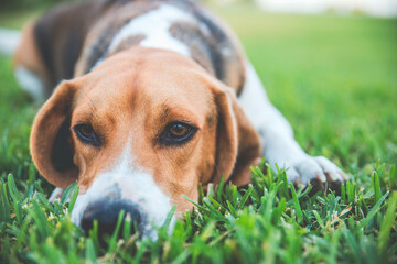 Perro Beagle tumbado en el césped relajado.  