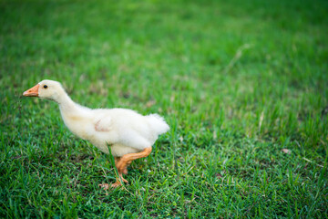 The yellow gosling walked to the grass, and the light shone from behind.