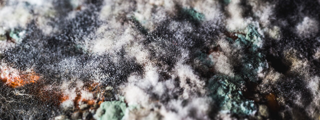 Pumpkin covered with mold and fungus. Texture background for designers