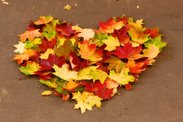 heart made from autumn golden maple leafs on the ground