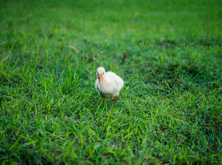 The yellow gosling walked to the grass, and the light shone from behind.