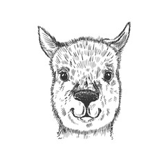 Animal head lama sketch graphic. Cute monochrome color, isolated in white background.
