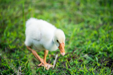 The yellow gosling walked to the grass, and the light shone from behind.