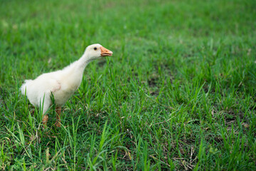 The yellow gosling walked to the grass, and the light shone from behind.
