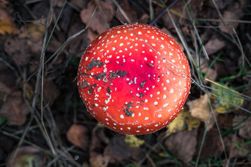 Amanita muscari. Toxic and hallucinogen beautiful red-headed mushroom Fly Agaric in grass on autumn forest background. source of the psycho-active drug Muscarine