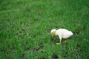 The yellow gosling walked to the grass, and the light shone from behind.