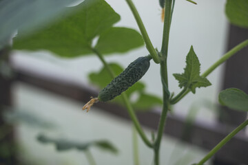 Growing cucumbers in a makeshift little home greenhouse. The concept of home gardening.