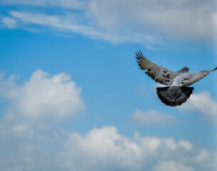 Spread your wings and fly high!