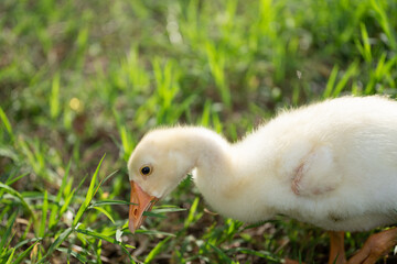 The yellow gosling walked to the grass, and the light shone from behind.